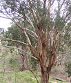 Thumbnail for version as of 15:29, 28 June 2006