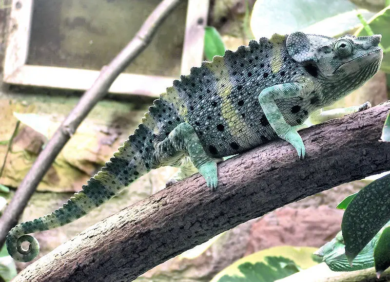 File:Mellers.chameleon.bristol.zoo.arp.jpg