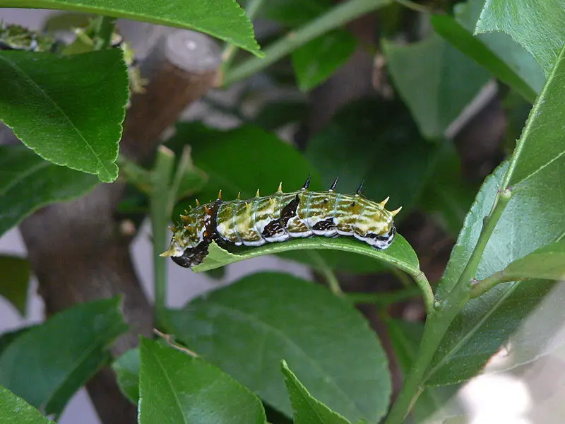 File:Papilio aegeus, Pengo.jpg