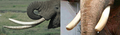 Thumbnail for version as of 17:42, 26 January 2009