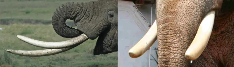 File:Tusks.png