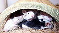 Thumbnail for version as of 00:36, 8 January 2007