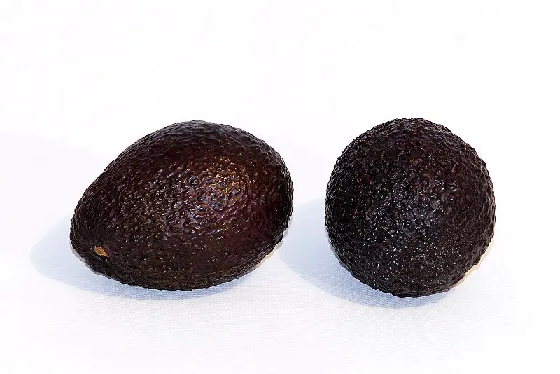 File:Avacado white bg.jpg