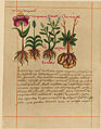 Thumbnail for version as of 01:07, 17 June 2008