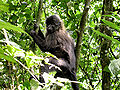 Thumbnail for version as of 01:22, 27 June 2008