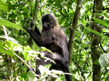 Mangabey - New World Encyclopedia
