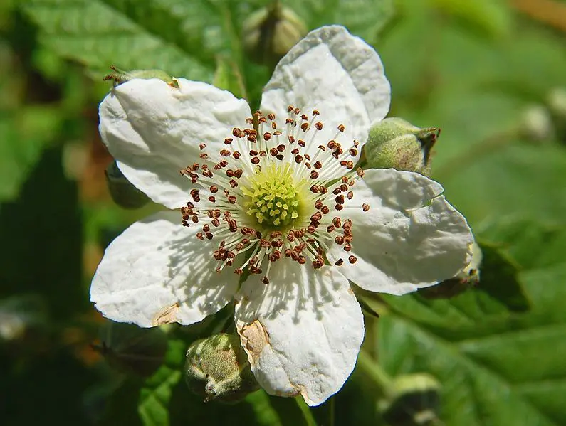 File:Rubus fruticosus Luc Viatour.JPG