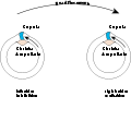 Thumbnail for version as of 22:59, 5 December 2007