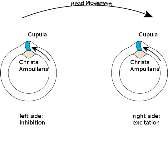 File:Vestibular PushPull.svg