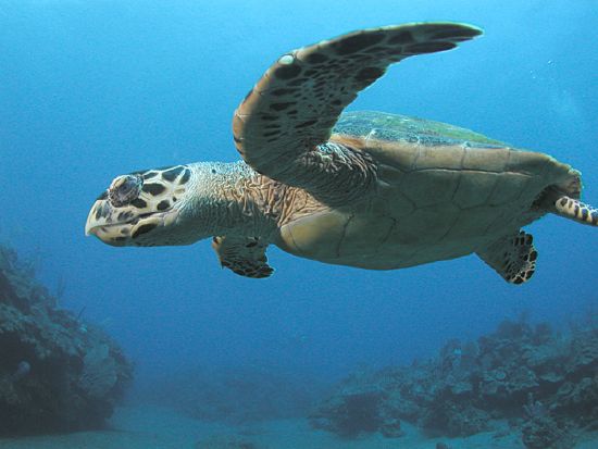 Netherlands Antilles - New World Encyclopedia