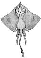 Thumbnail for version as of 04:18, 23 November 2007