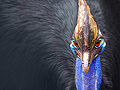 Thumbnail for version as of 02:59, 14 February 2009