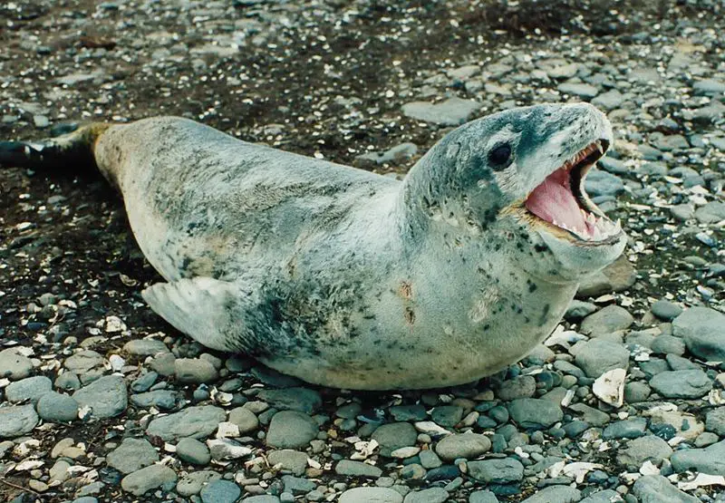 File:Hydrurga leptonyx edit1.jpg