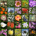 Thumbnail for version as of 01:09, 5 November 2007