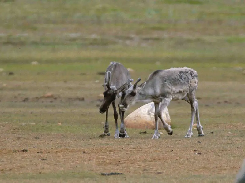 File:Rangifer tarandus 1996-08-03.jpg