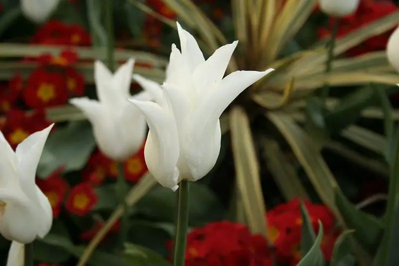 File:White tulip.JPG