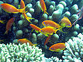 Thumbnail for version as of 16:15, 20 December 2007