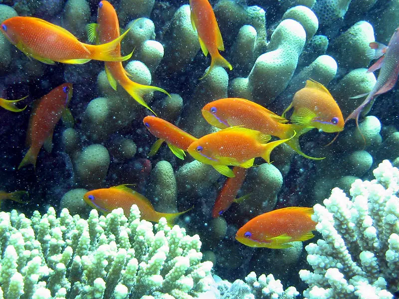 File:Anthia goldfish.JPG