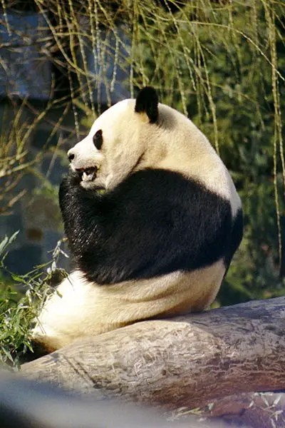 File:Giant Panda 2004-03-3.jpg