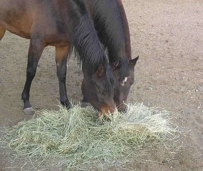 File:HorsesAndHay.jpg