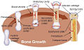 Thumbnail for version as of 10:41, 1 July 2006
