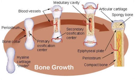 Illu bone growth.jpg