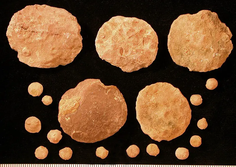 File:Nummulitids.jpg
