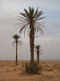 Date Palms, Merzouga, Morocco