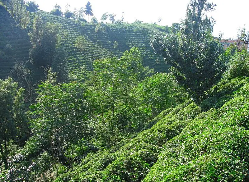 File:Rize Tea Plantation 2005-jk.jpg