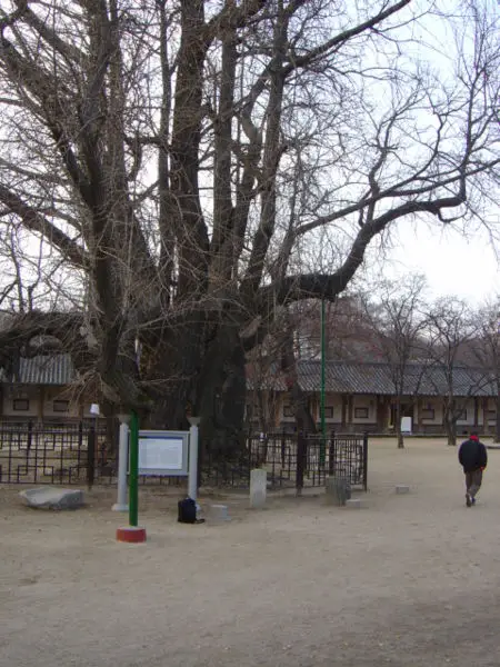 File:Seonggyungwan trees2.jpg