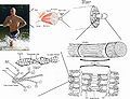 Thumbnail for version as of 21:05, 29 April 2007