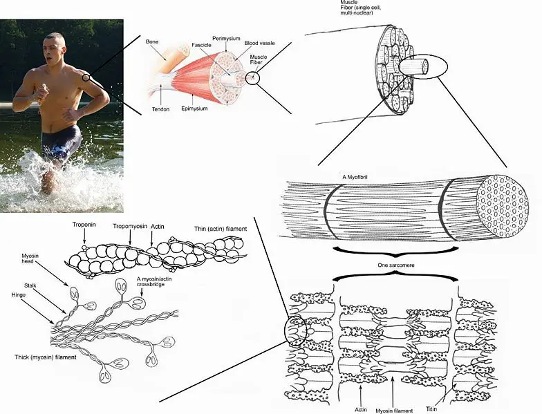 File:Skeletal muscle.jpg
