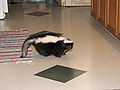 Thumbnail for version as of 22:39, 30 September 2008