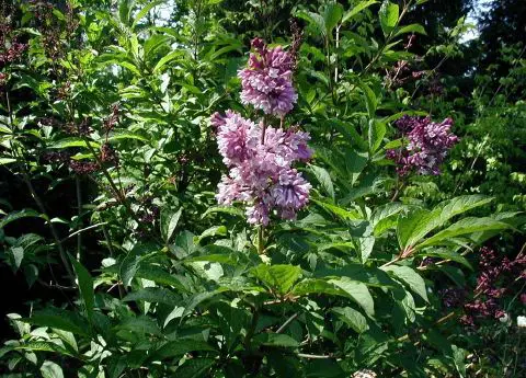 Syringa - New World Encyclopedia