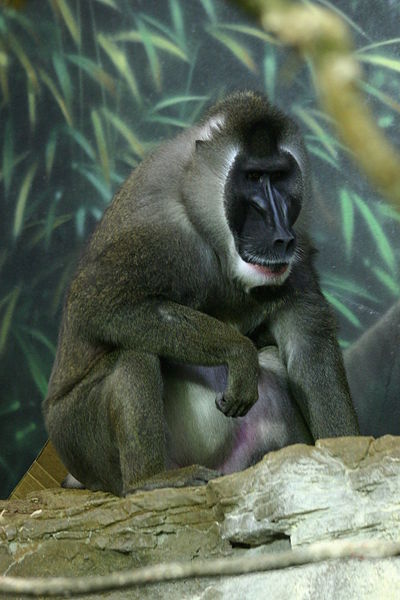 File:Drill Lincolnparkzoo.jpg