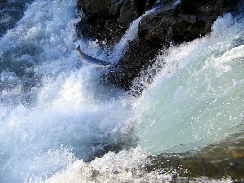 File:Jumping Salmon.jpg