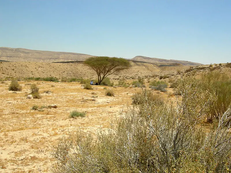 File:MakhteshGadolAcacia.jpg