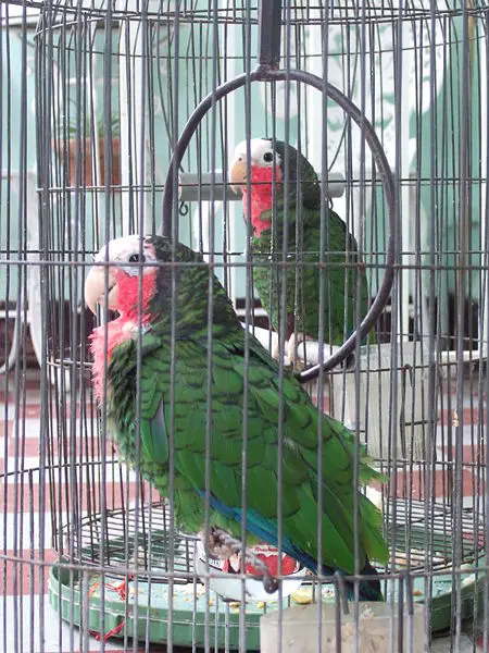 File:Pet parrots in Cuba.jpg
