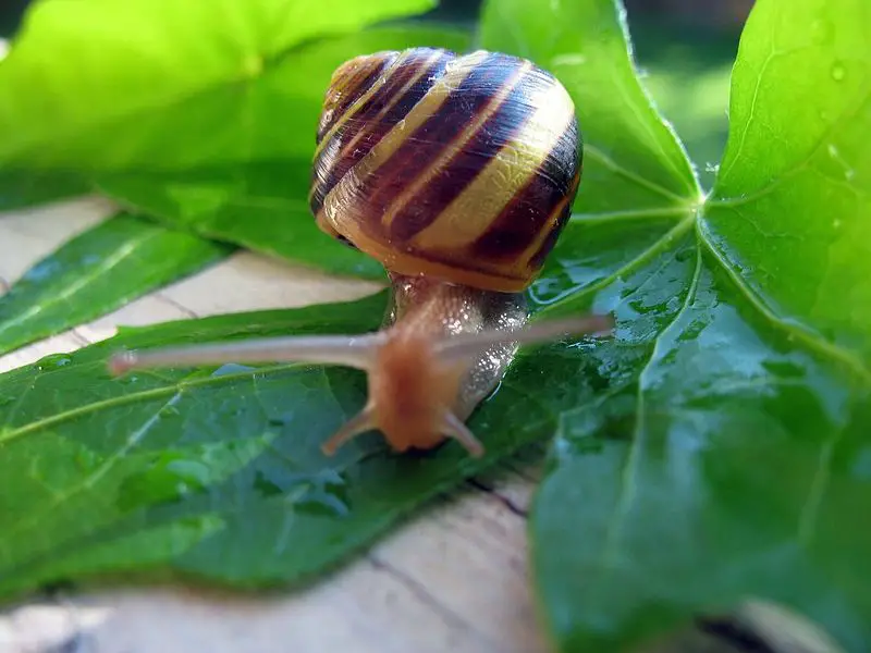 File:Snail WA.jpg