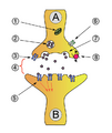 Thumbnail for version as of 20:03, 21 December 2008