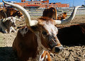 Thumbnail for version as of 01:14, 26 November 2008