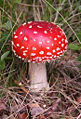 Thumbnail for version as of 21:20, 2 November 2007