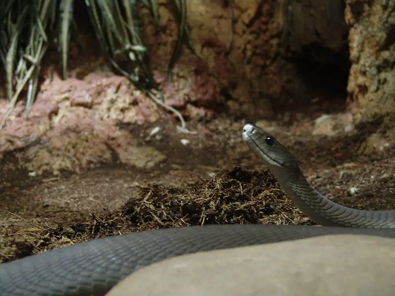 File:Black Mamba 01.jpg