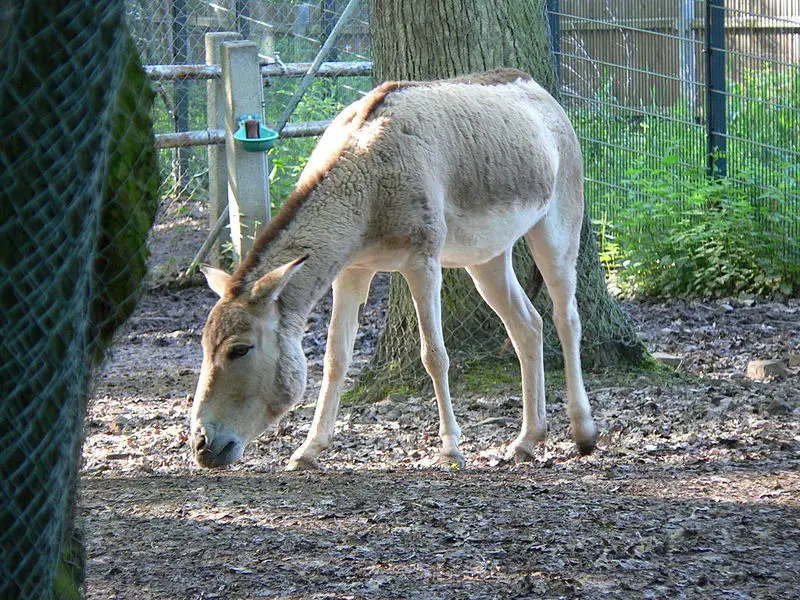 File:Equus hemionus kulan.JPG