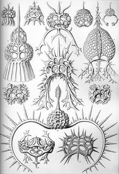 File:Haeckel Spyroidea.jpg