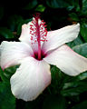 Thumbnail for version as of 13:23, 30 December 2008