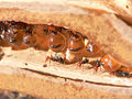 Thumbnail for version as of 23:20, 30 September 2007