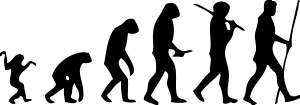 File:Human evolution scheme.svg