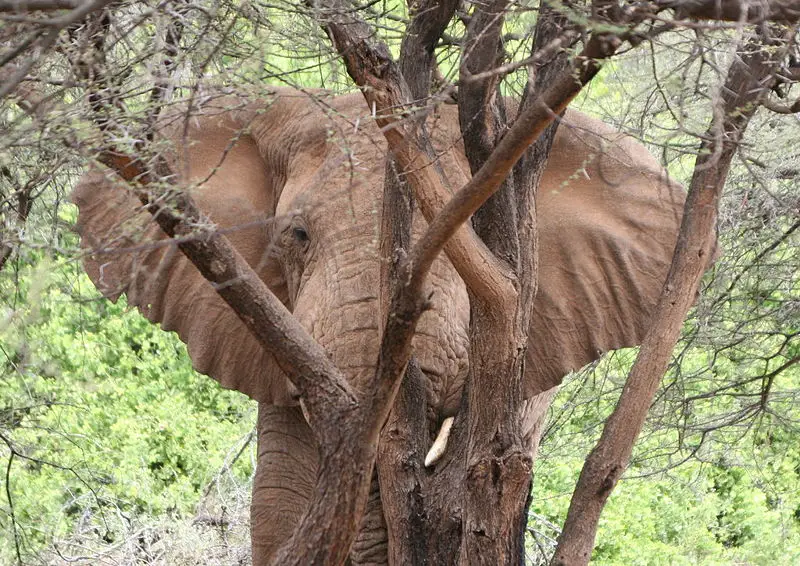 File:Samburu Elephant 2007.jpg