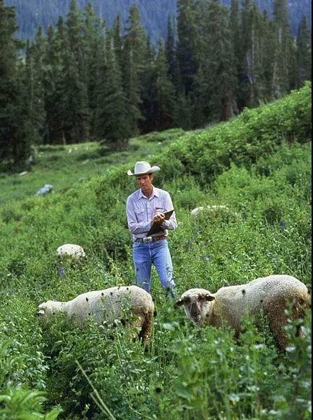 File:Sheep in mountain pasture.jpg